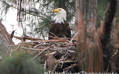 Bald-Eagle