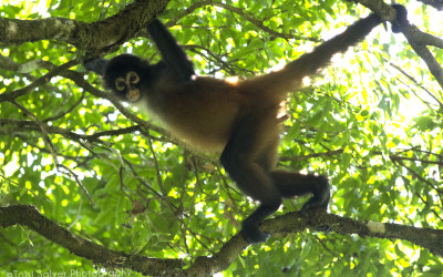 Howler-Monkey