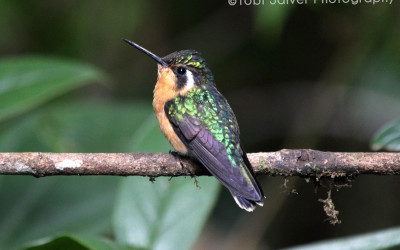 Hummingbird monte verde