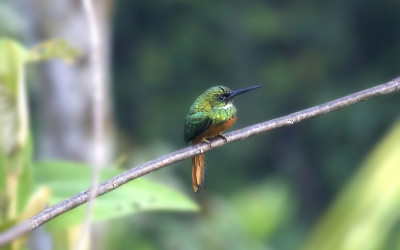 Jacamar