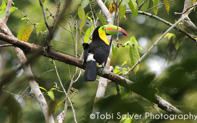 Keel Billed Toucan