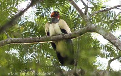 King-Vulture