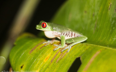 Red-Eyed-Tree-Frog