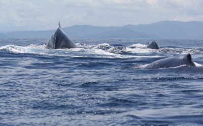 Three whales