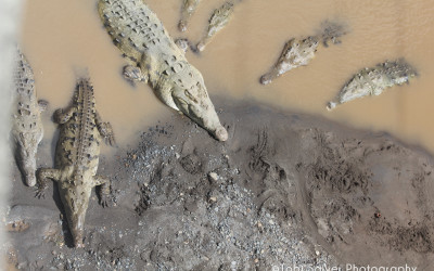 american crocodile