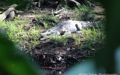 american crocodile mouth