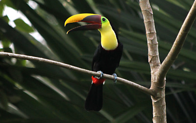 black mandible toucan