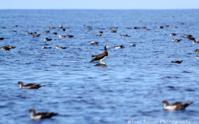 brown booby