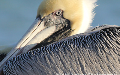 brown pelican