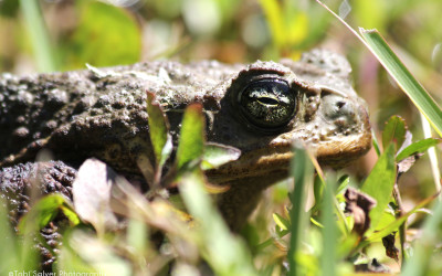 bufo toad