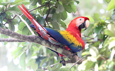 close macaw