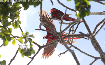 flying-macaw