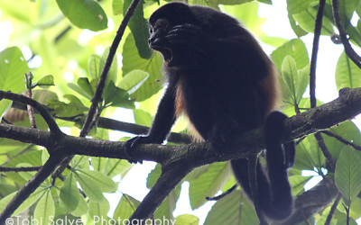 howler monkey