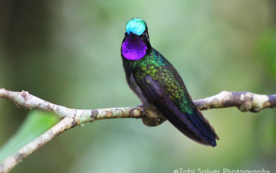 hummingbird costa rica