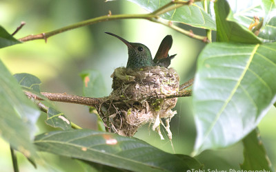 hummingbirdnest