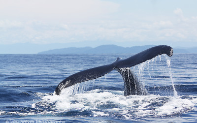 humpack whale