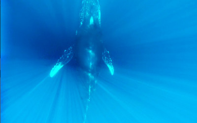 humpback whale underwater