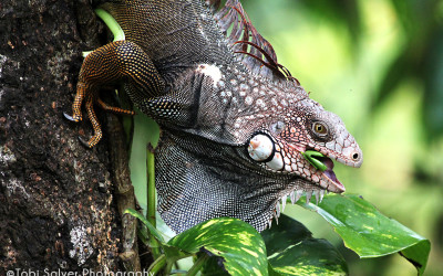 iguana