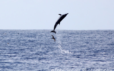 jumping dolphin