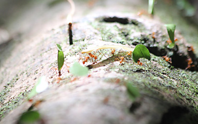 leaf cutter ants