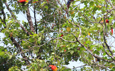 macaw tree