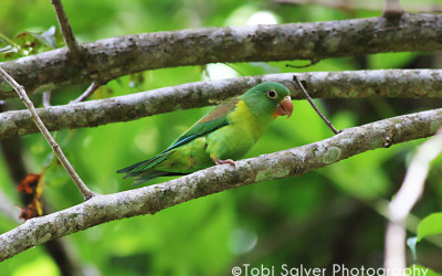 orange chinned parakeet