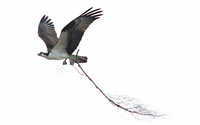 osprey