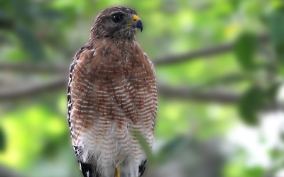 red shoulder hawk