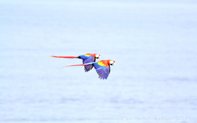 scarlettmacaw