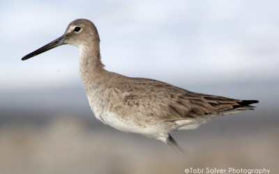 shore bird